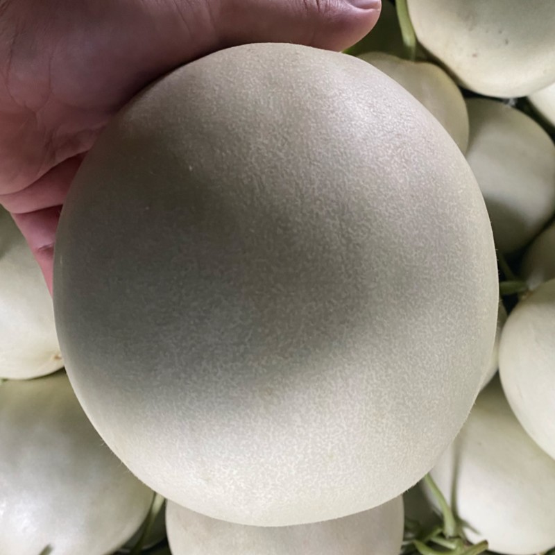 玉菇甜瓜电商一件代发~产地直发
