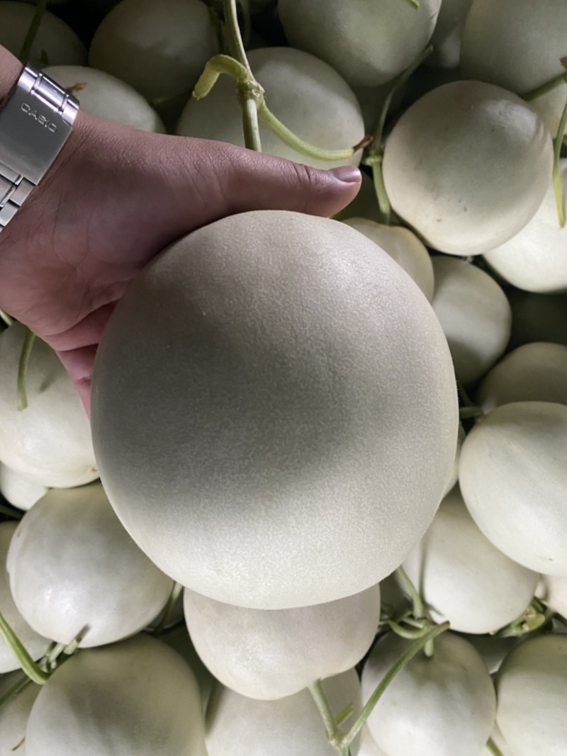 玉菇甜瓜电商一件代发~产地直发