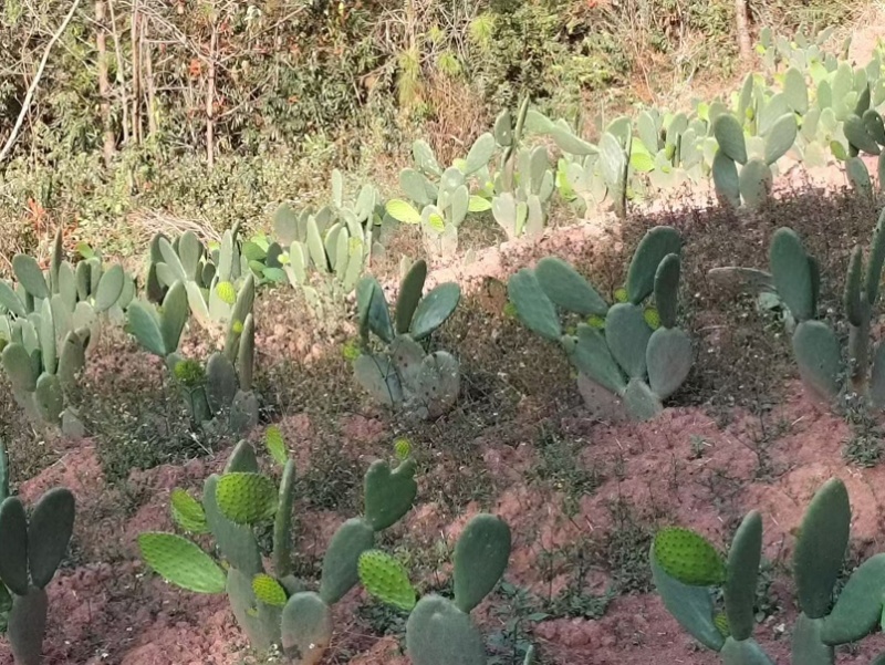 仙人掌苗