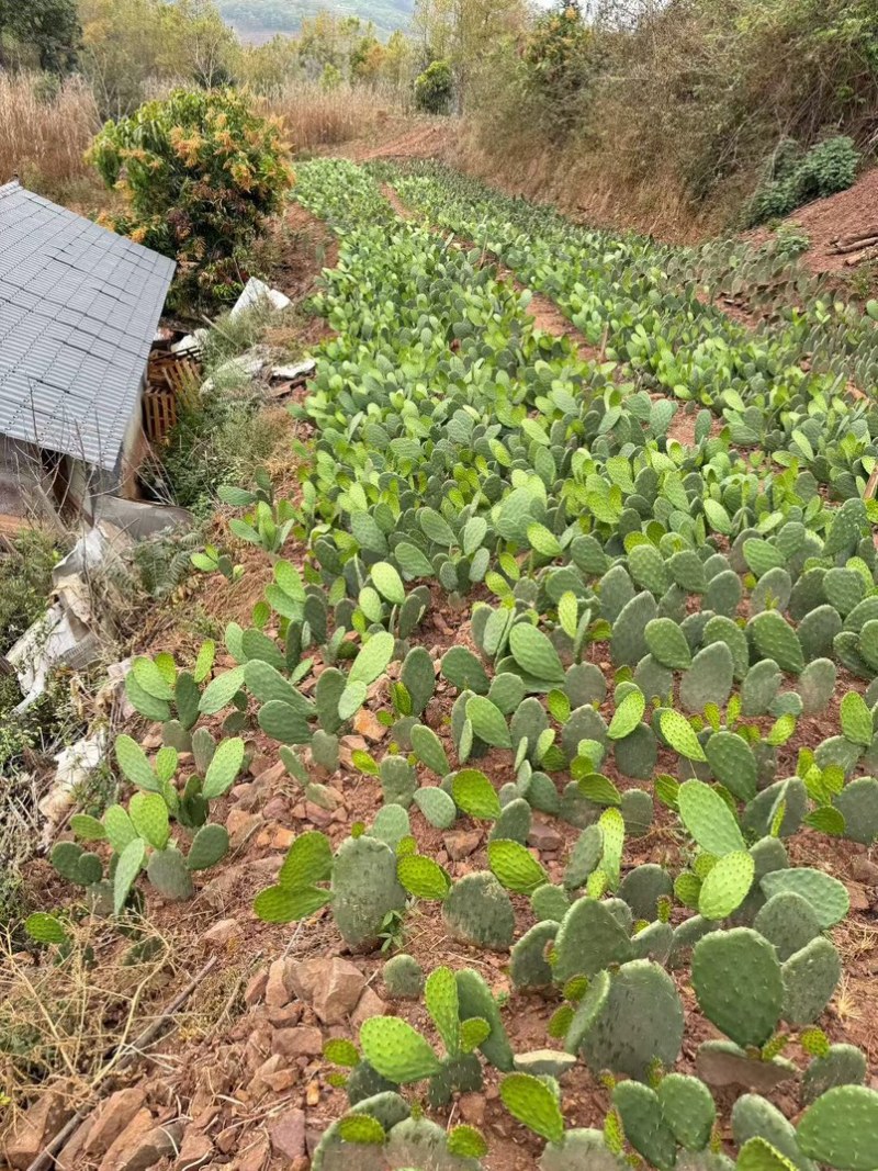 仙人掌苗