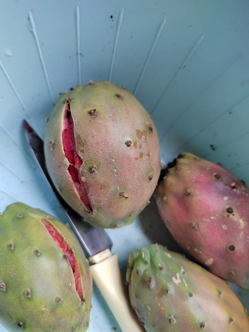 云钻红果仙人掌种片量大价优