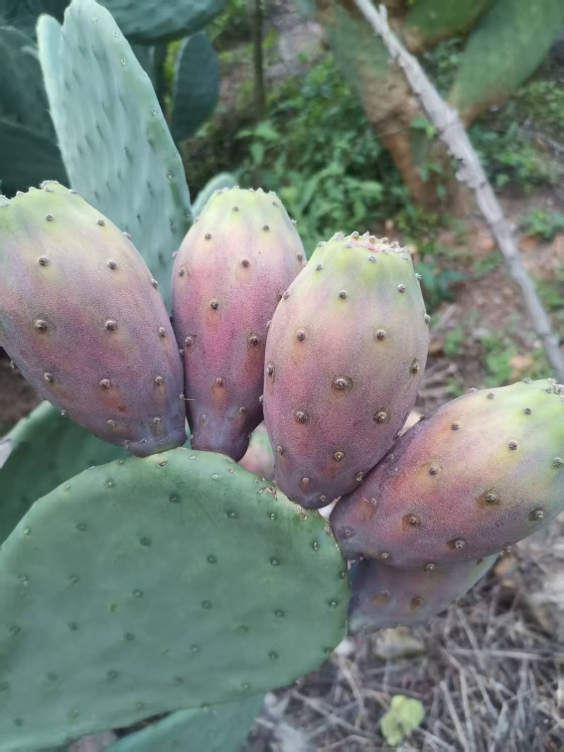 云钻红果仙人掌种片量大价优