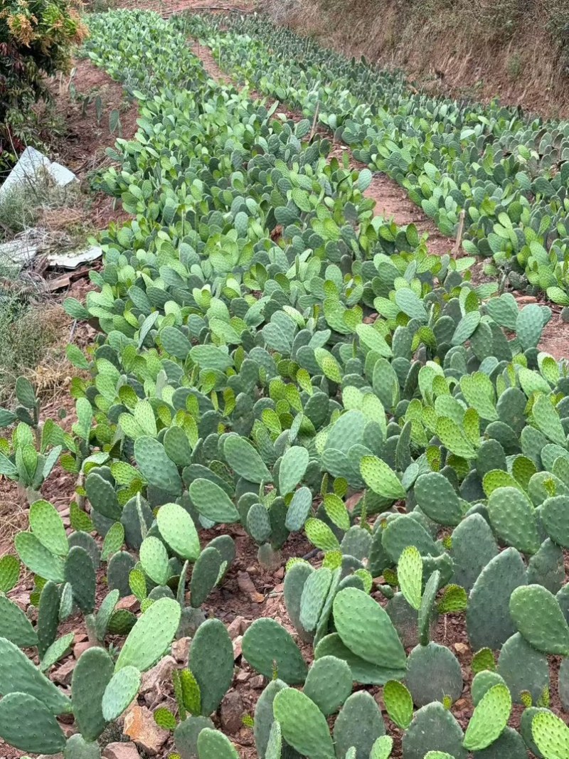 云钻红果仙人掌种片量大价优