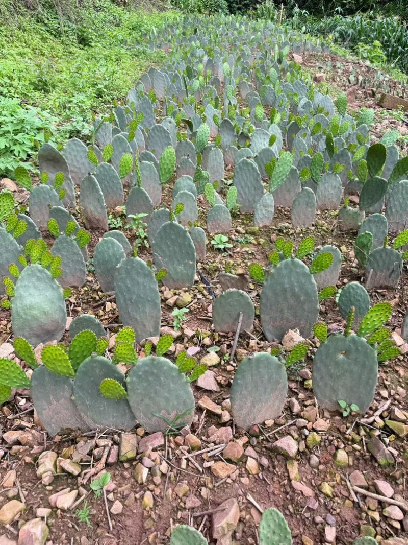 云钻红果仙人掌种片量大价优