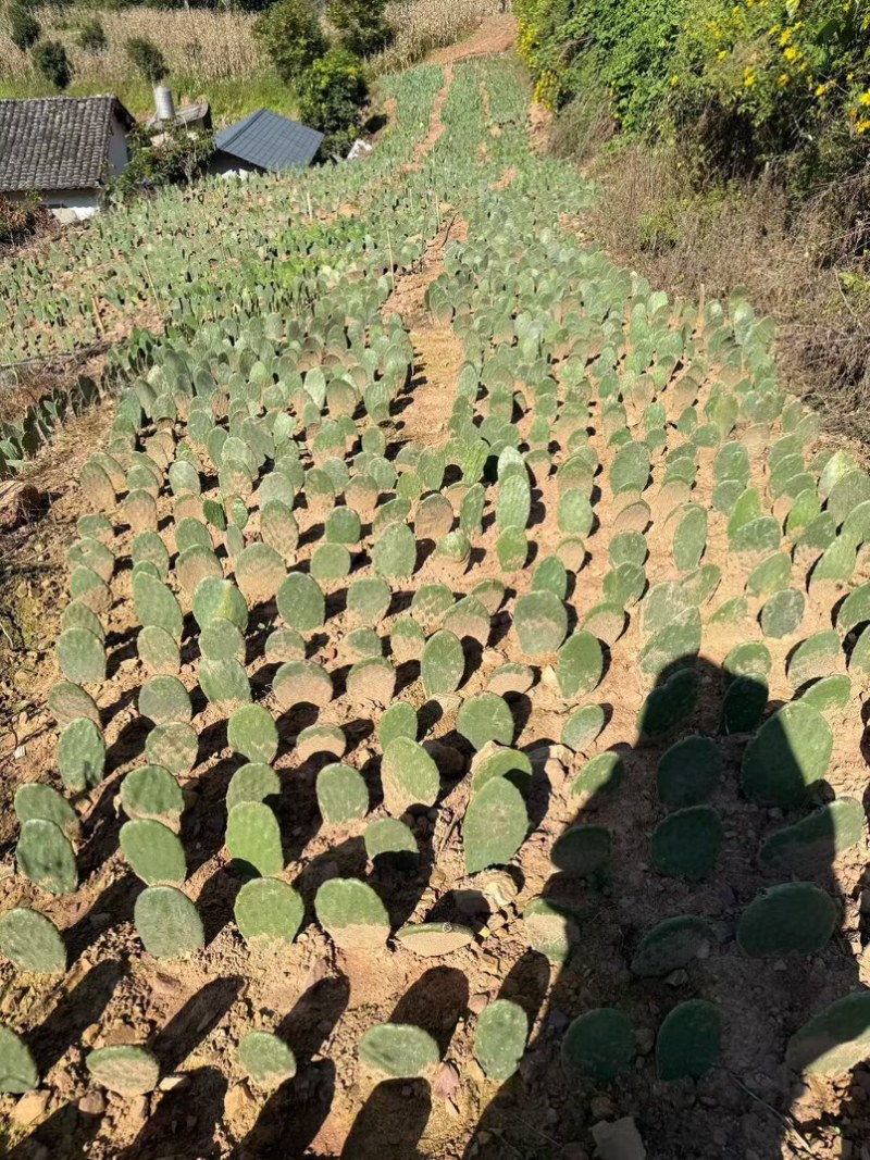 云钻红果仙人掌种片量大价优