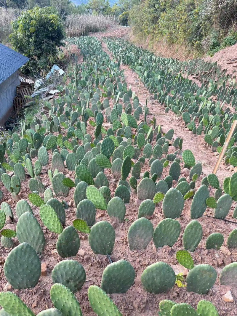云钻红果仙人掌种片量大价优