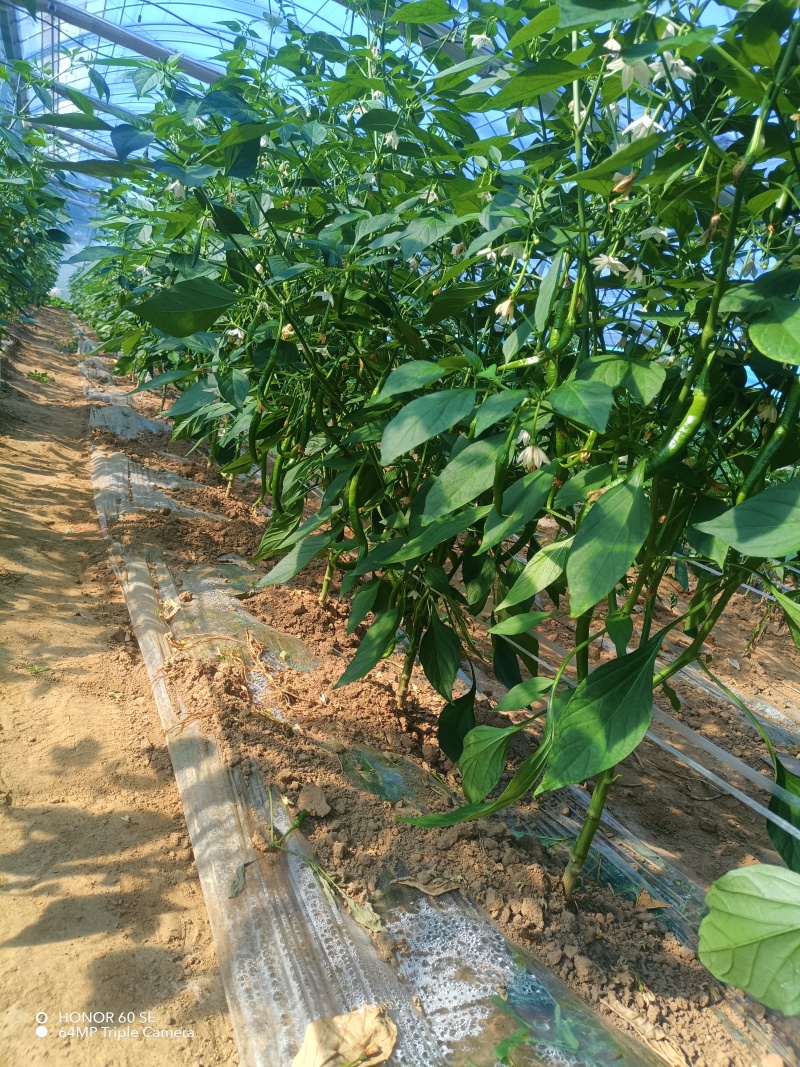 线椒