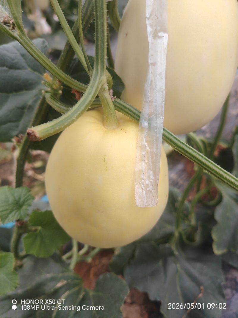 星甜24/博洋9，陕西商超直供，肉厚糖分高，包熟度…