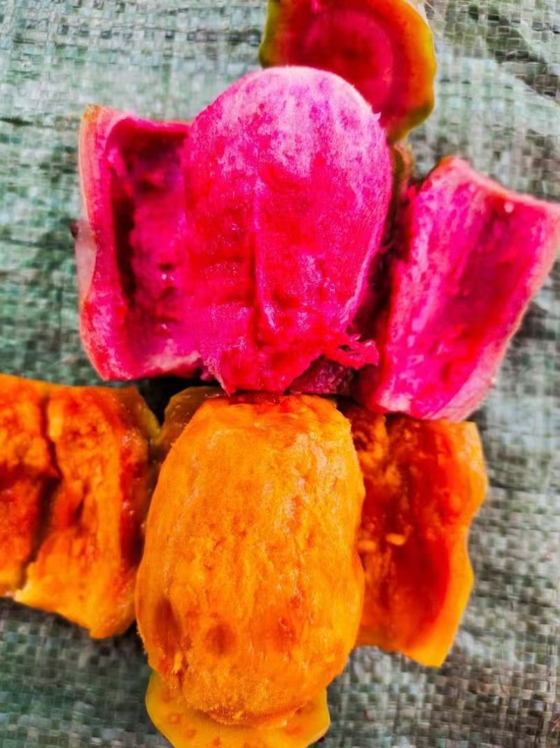 宝塔仙人掌黄果仙人掌种苗产地直发保真认准产地