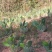 宝塔仙人掌黄果仙人掌种苗产地直发保真认准产地