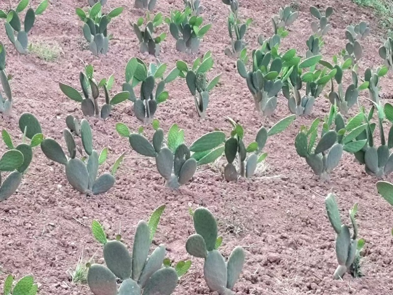 宝塔仙人掌黄果仙人掌种苗产地直发保真认准产地
