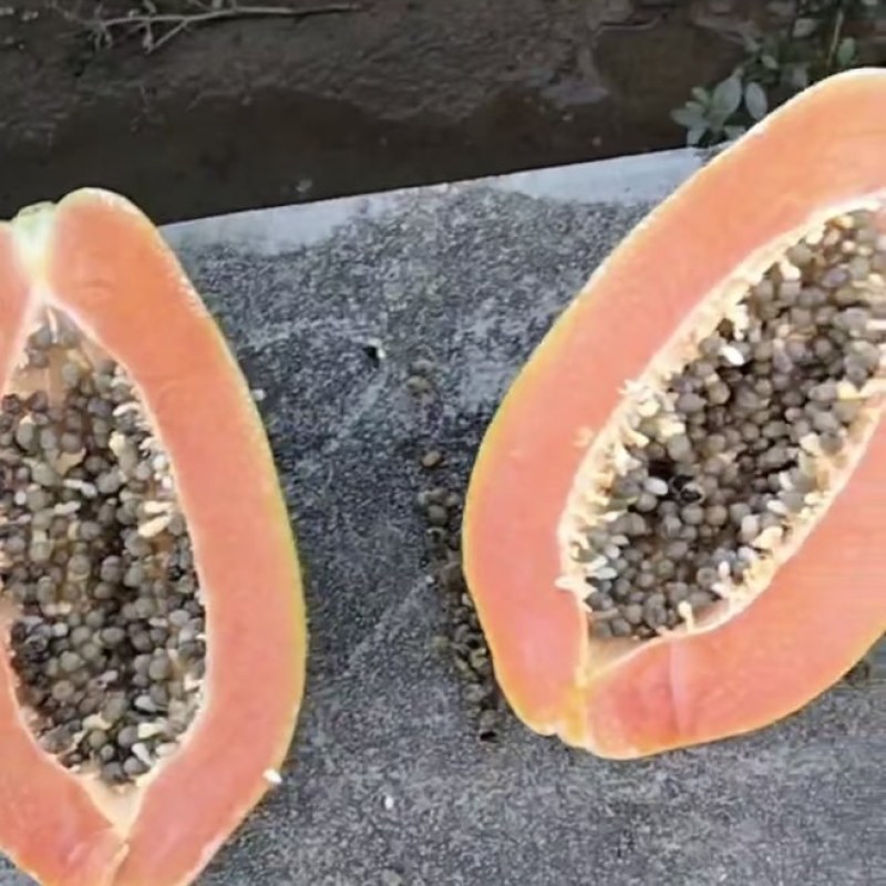 大白木瓜