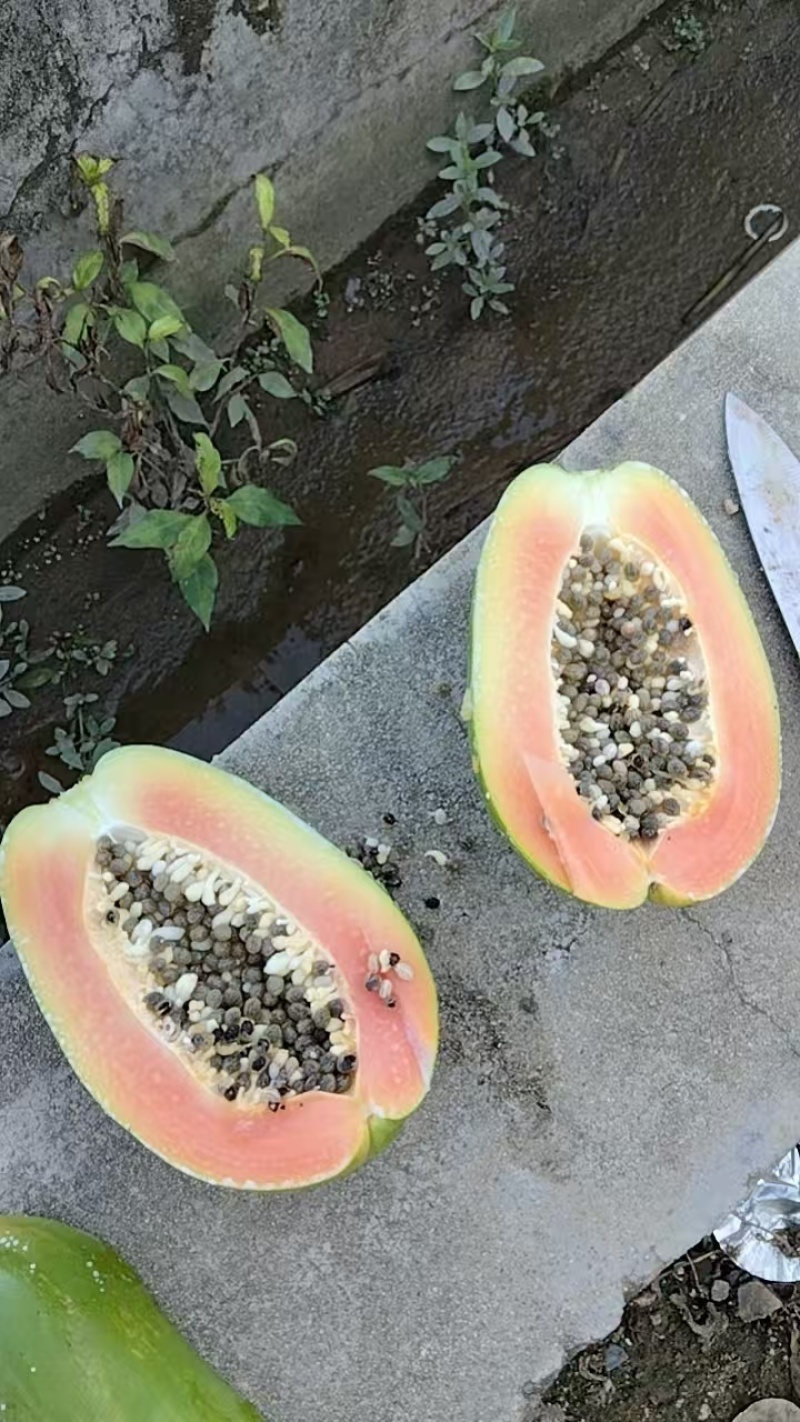 大白木瓜