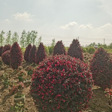江苏红花继木球柱子规格齐全苗圃直销基地直发冠幅50-2米