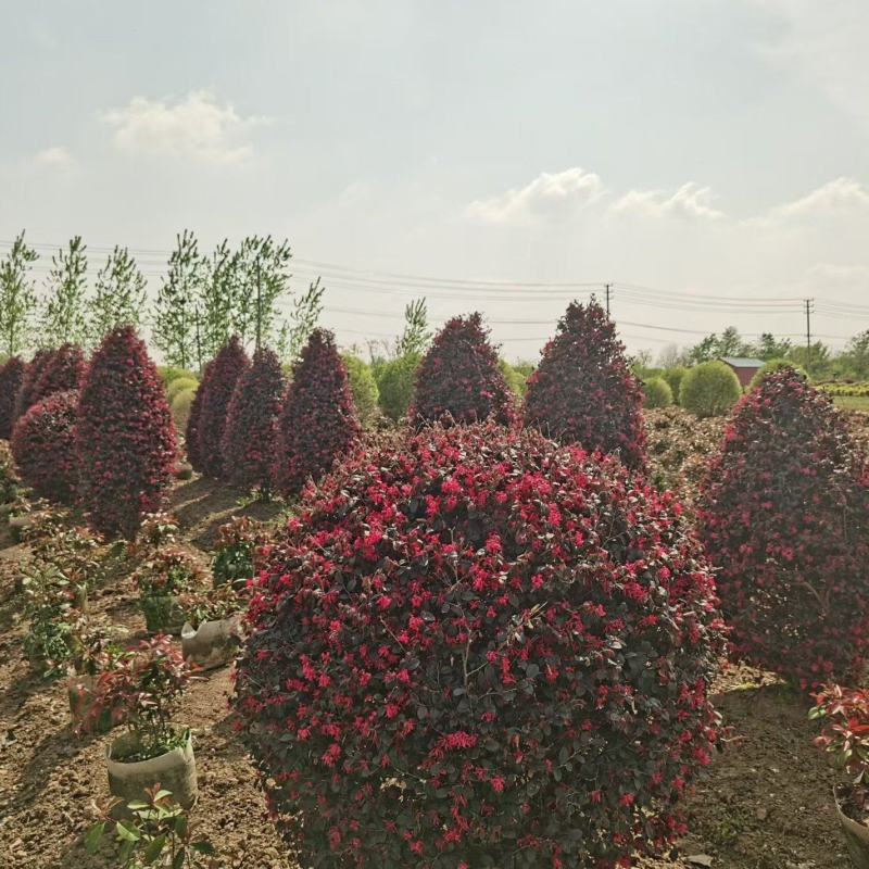 江苏红花继木球柱子规格齐全苗圃直销基地直发冠幅50-2米