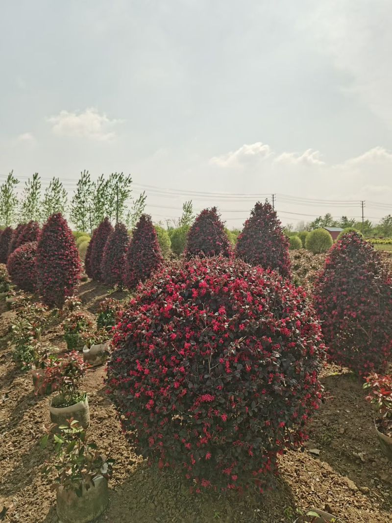 江苏红花继木球柱子规格齐全苗圃直销基地直发冠幅50-2米