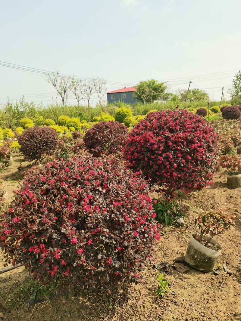 江苏红花继木球柱子规格齐全苗圃直销基地直发冠幅50-2米