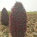 江苏红花继木球柱子规格齐全苗圃直销基地直发冠幅50-2米