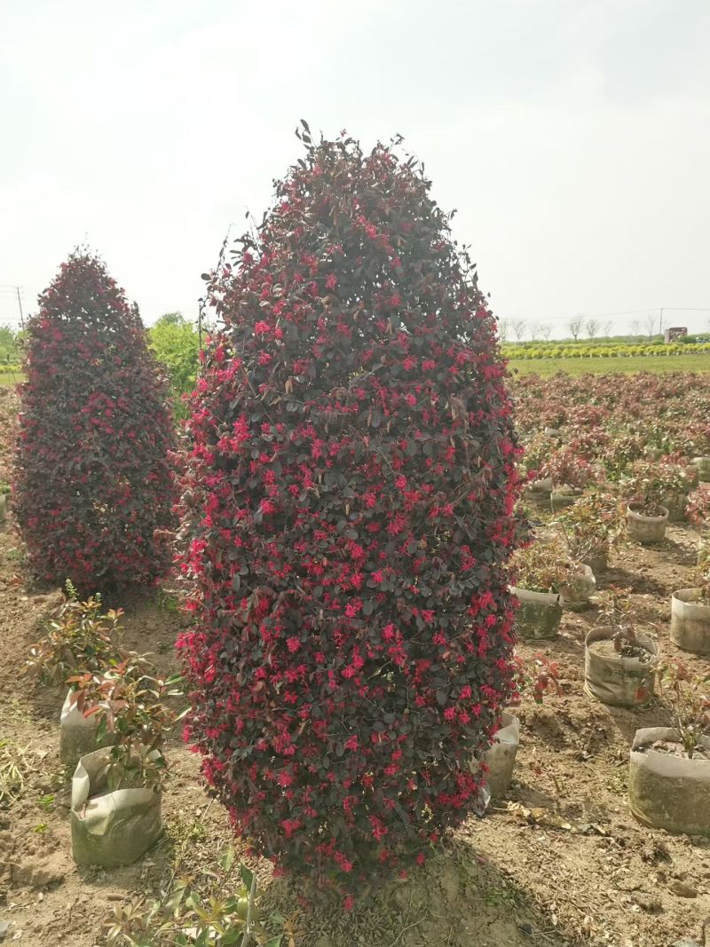 江苏红花继木球柱子规格齐全苗圃直销基地直发冠幅50-2米