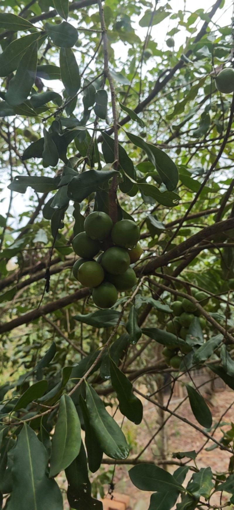 夏威夷果