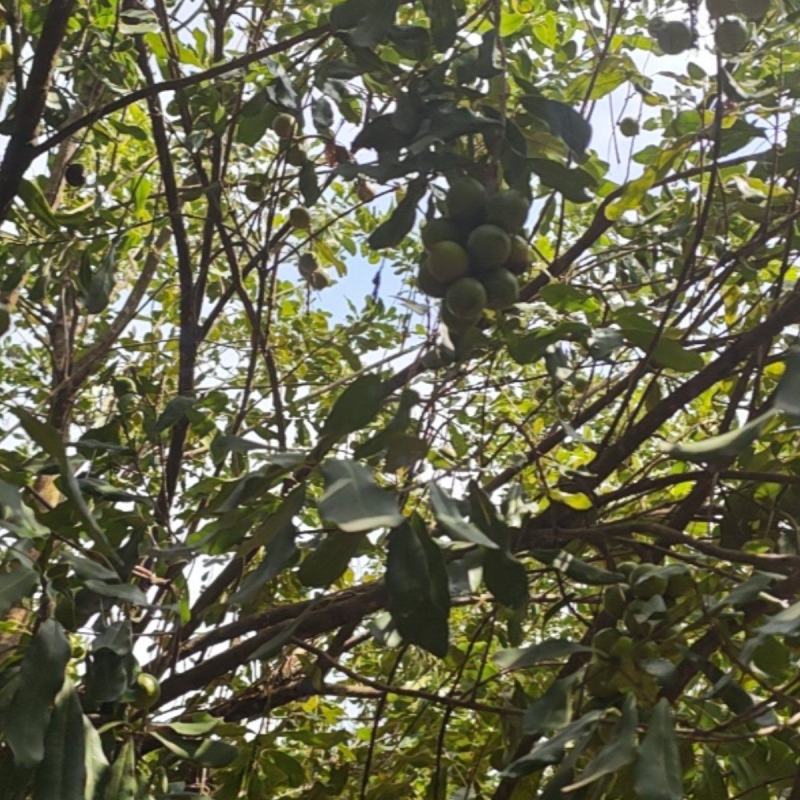 夏威夷果