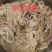 鲜冻狮头鹅肠
