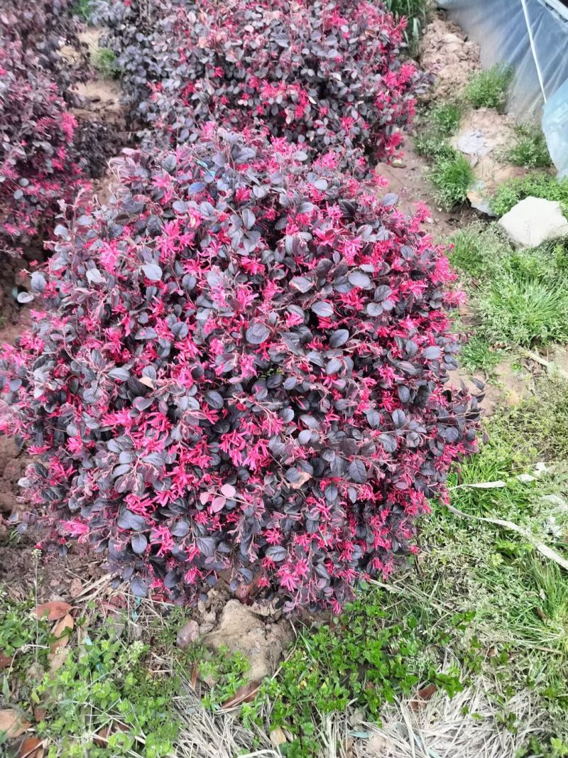 江苏红花继木球柱子规格齐全苗圃直销基地直发冠幅50-2米