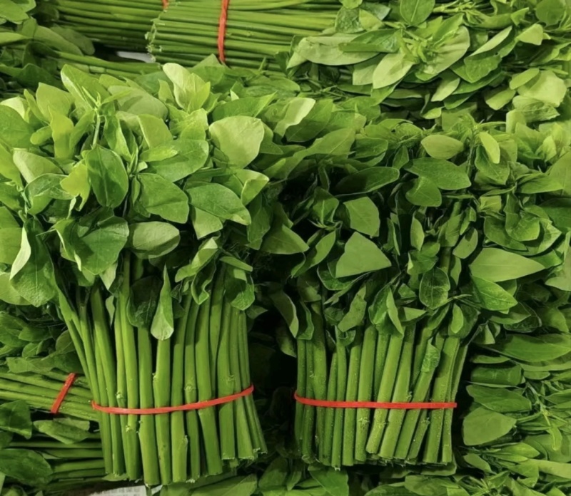 新鲜采摘树仔菜酒店私房菜