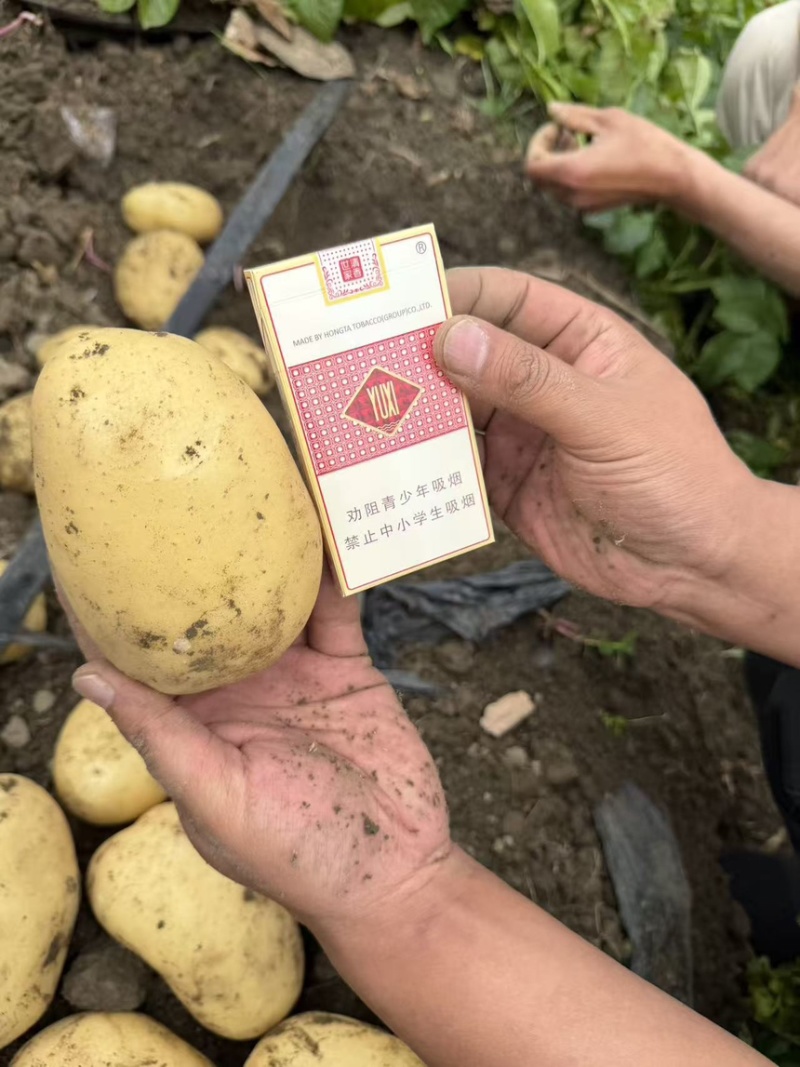黄心土豆