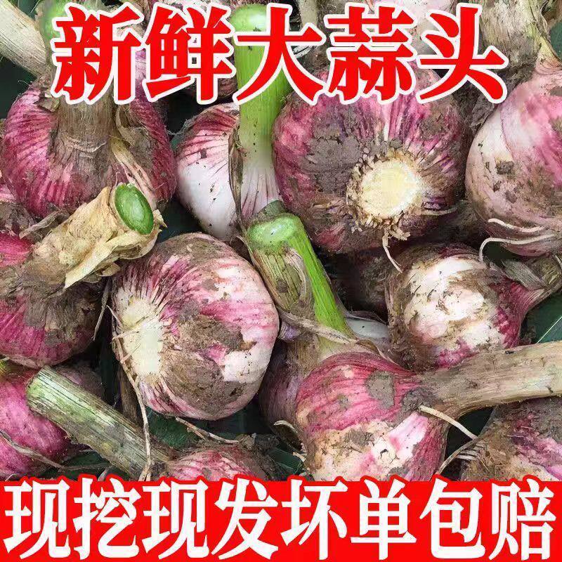 河南精品鲜货，电商代发，通货，批发，零售，