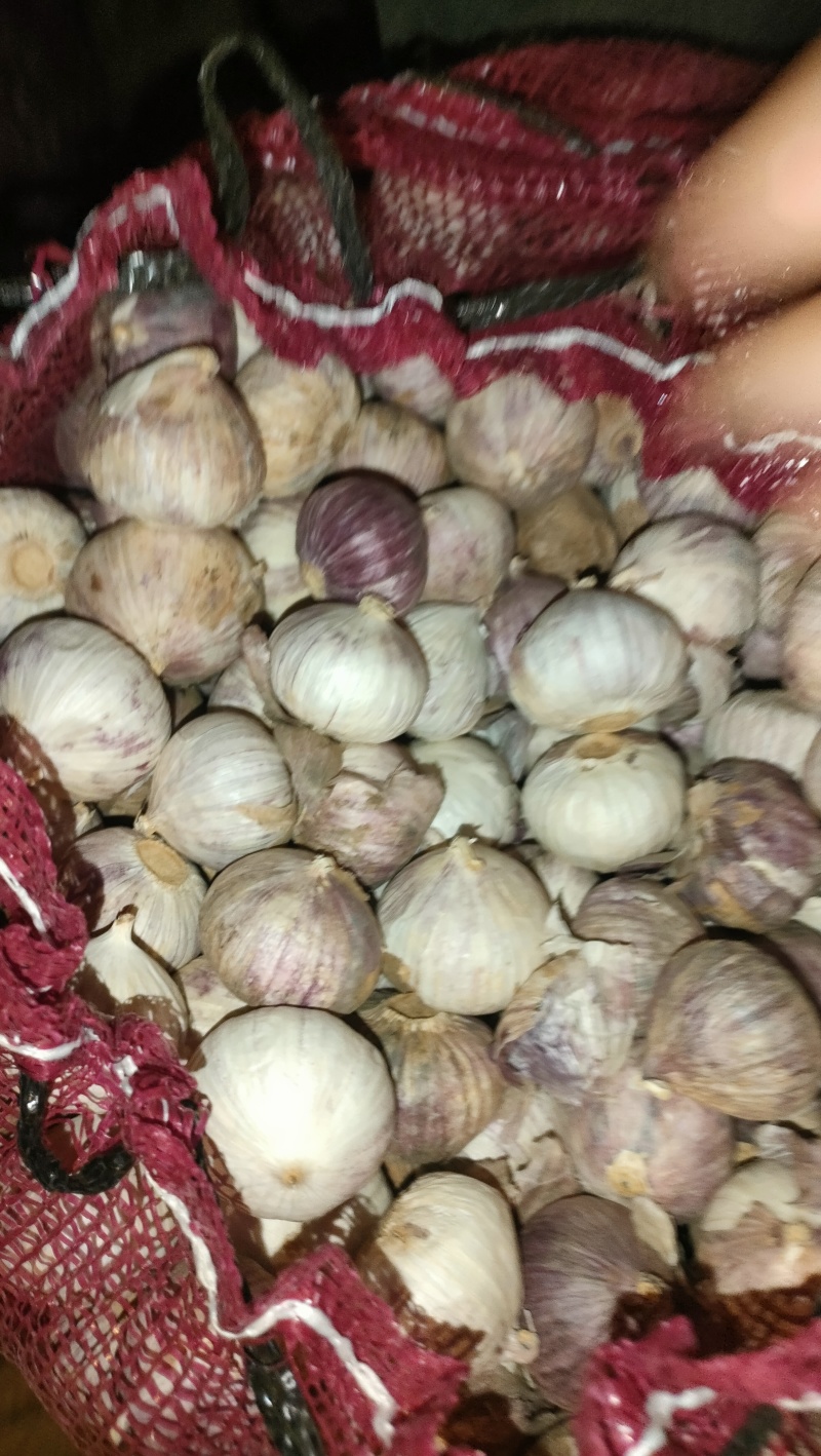 精品独头蒜，产地大量发货，价格优惠，代收代存