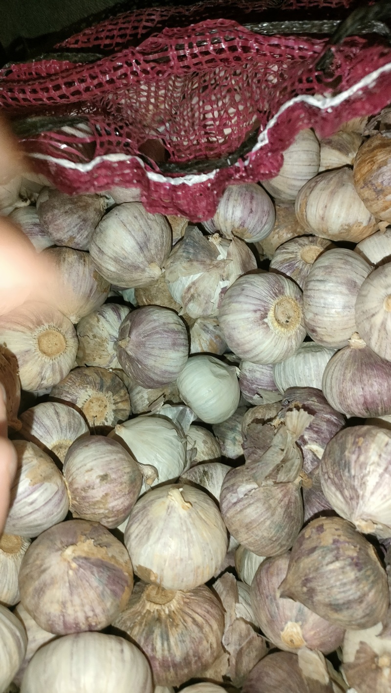 精品独头蒜，产地大量发货，价格优惠，代收代存