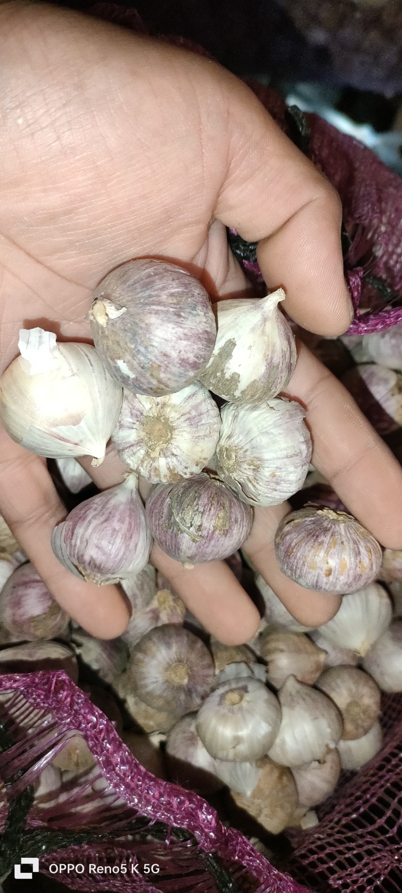 精品独头蒜，产地大量发货，价格优惠，代收代存
