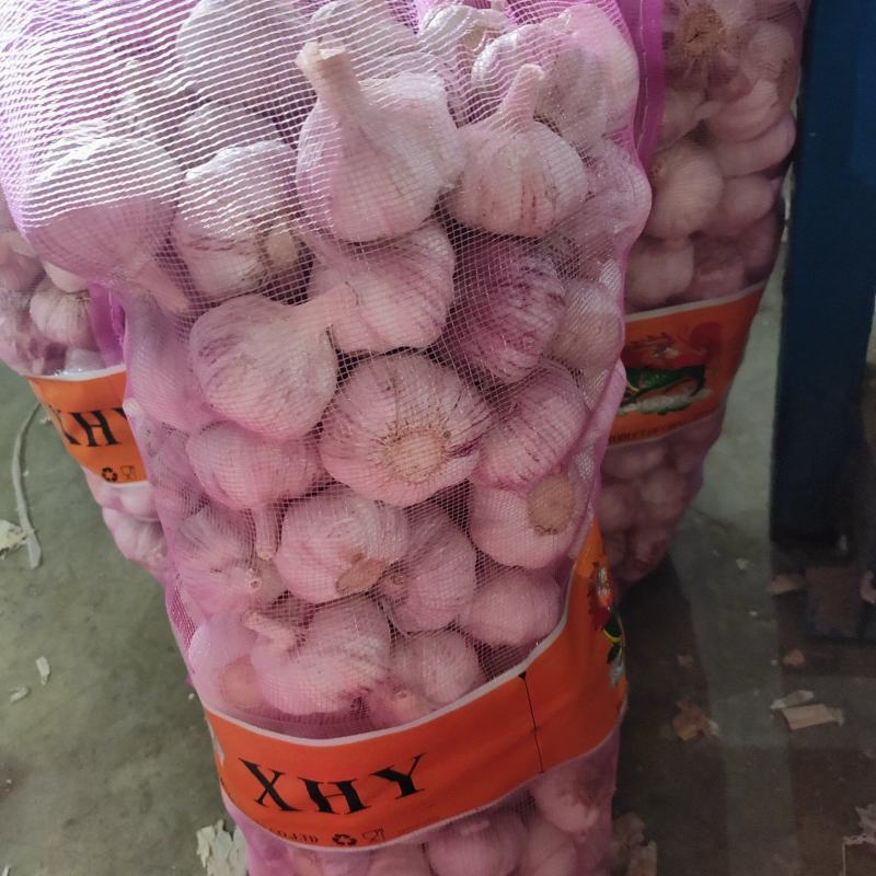 山东紫皮太空大蒜，混级统装，专业冷藏，价格优惠，欢迎咨询