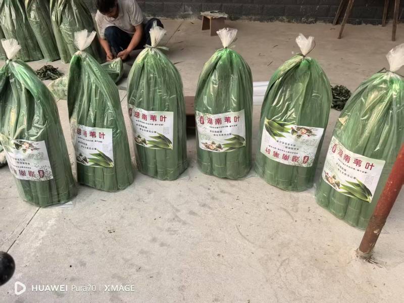 湖南精品芦苇叶
