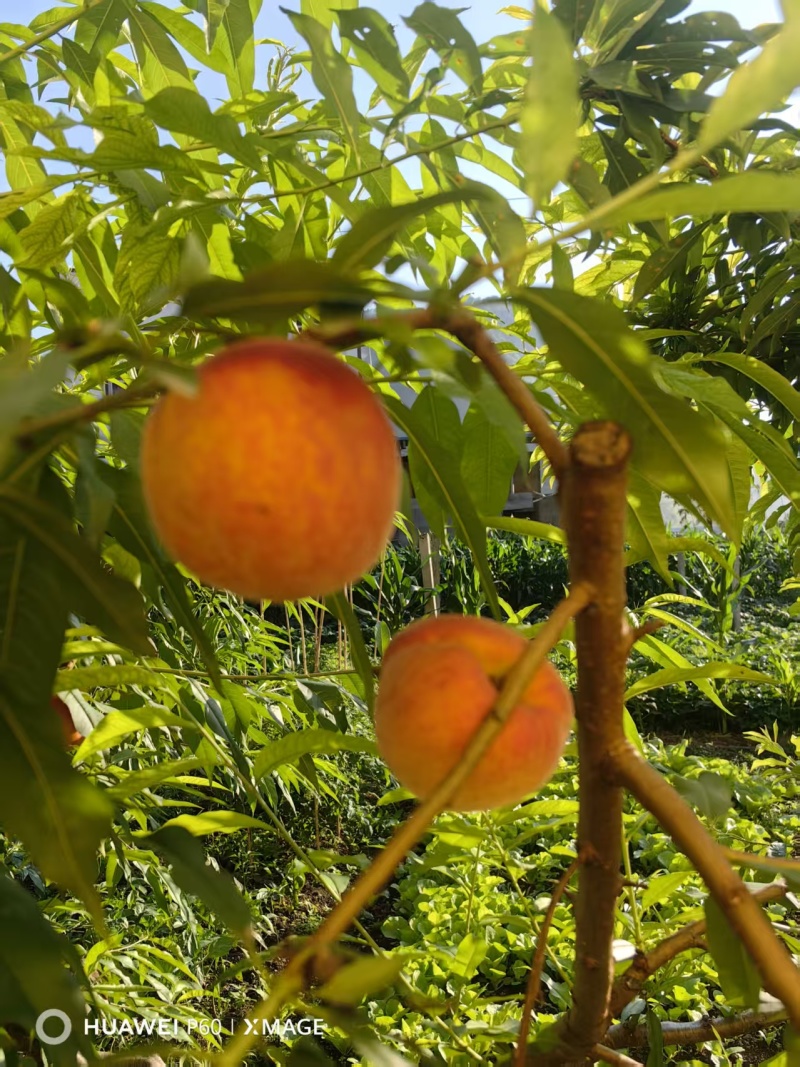 早熟黄桃