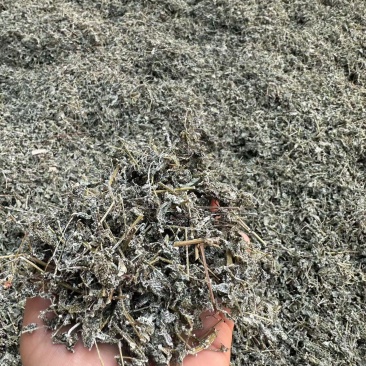 藤茶广西野生藤茶新鲜茶叶银藤茶