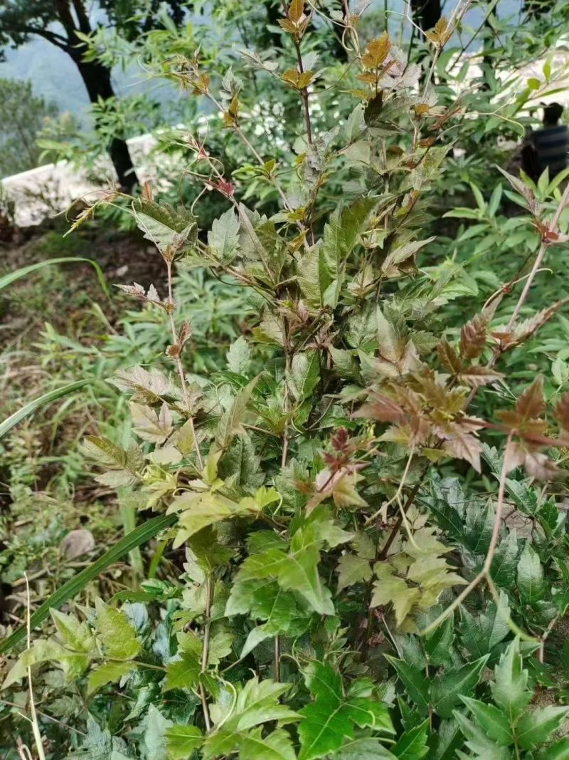 藤茶广西野生藤茶新鲜茶叶银藤茶