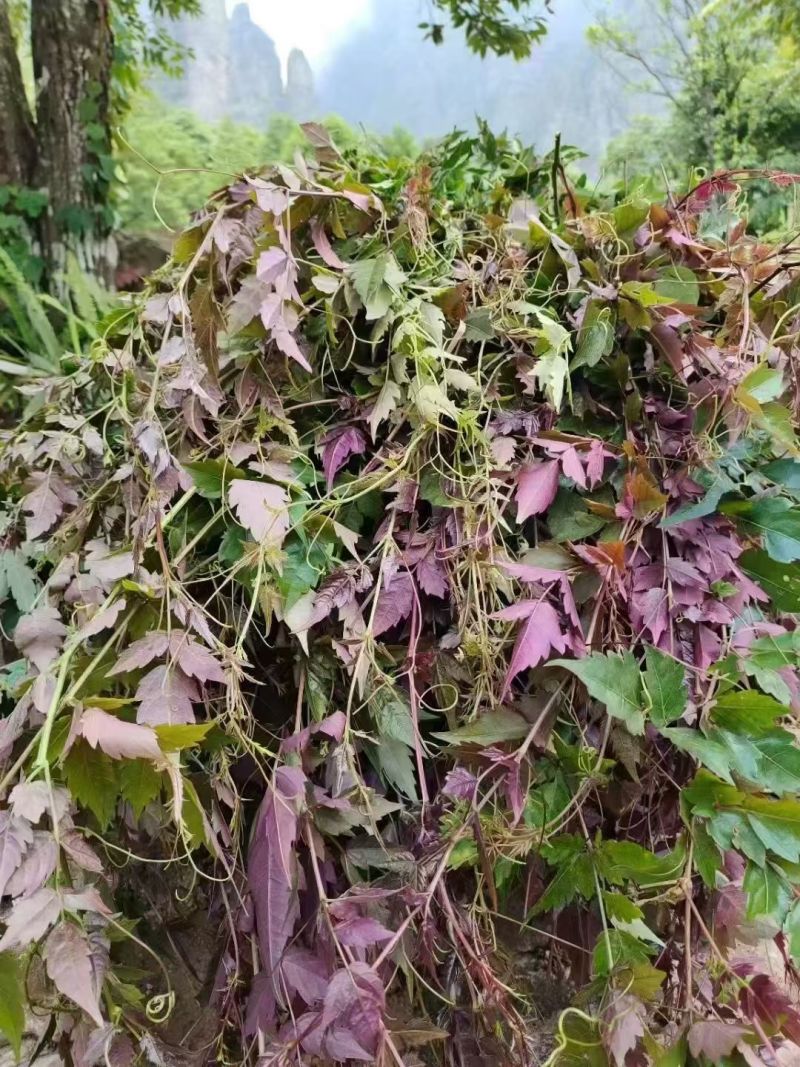 藤茶广西野生藤茶新鲜茶叶银藤茶