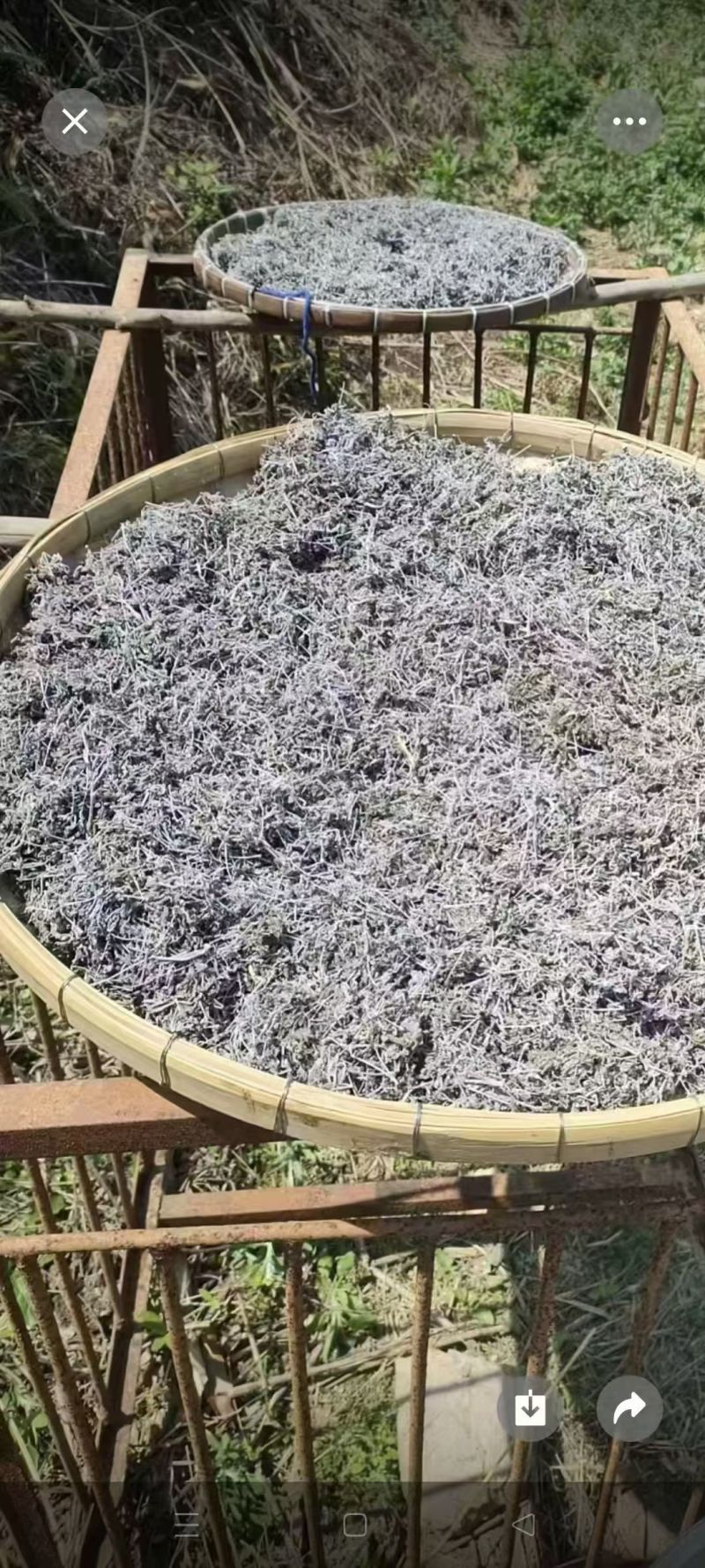 藤茶广西野生藤茶新鲜茶叶银藤茶