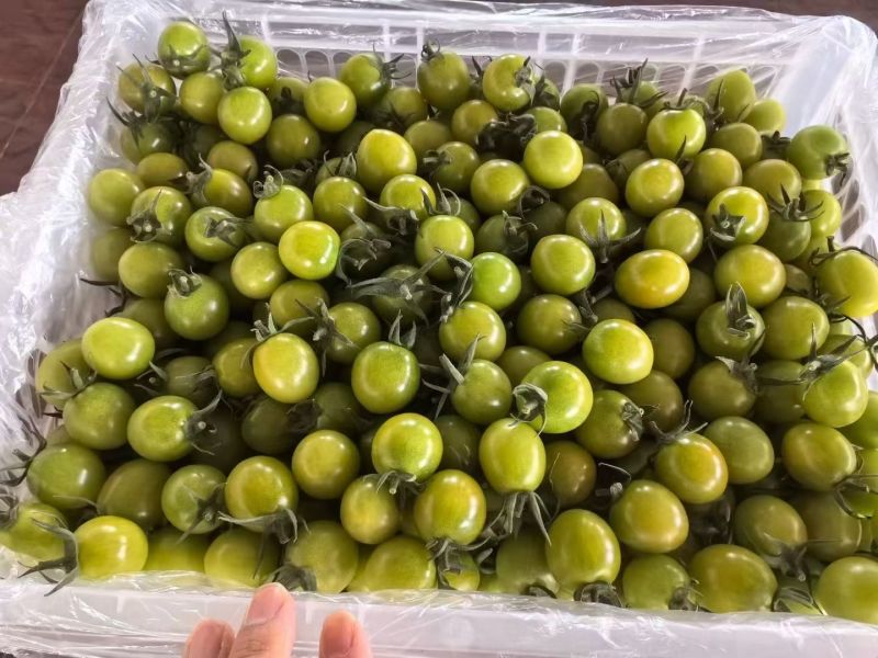 安娜樱桃番茄种子超甜口感小番茄抗TY绿色水果番茄种子香甜