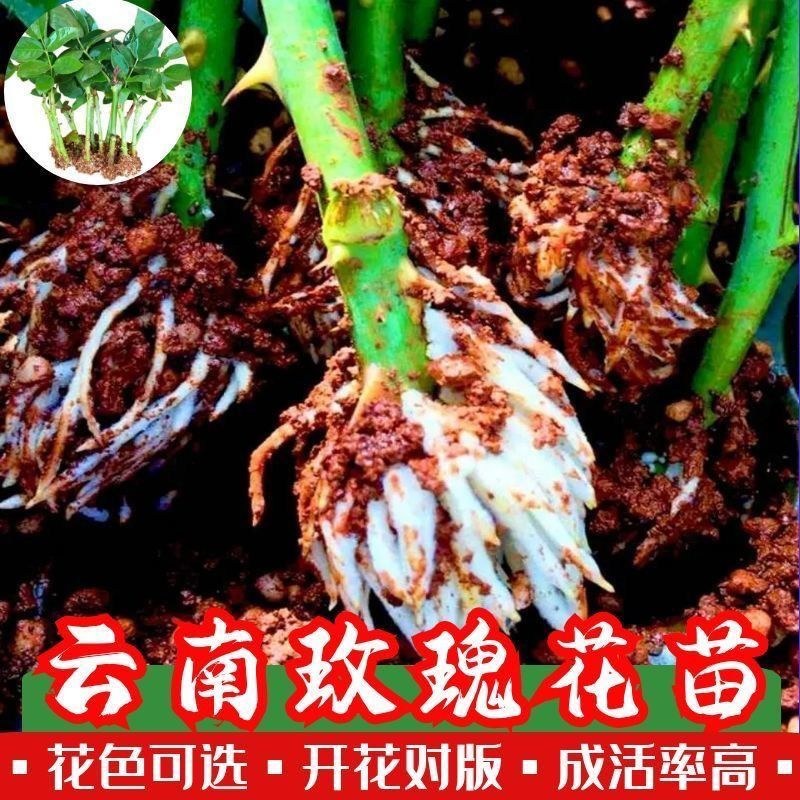 月季玫瑰种苗批发新老品种都有可预订培育繁殖