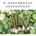 月季玫瑰种苗批发新老品种都有可预订培育繁殖