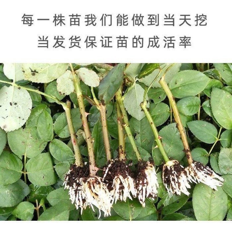 月季玫瑰种苗批发新老品种都有可预订培育繁殖
