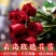 月季玫瑰种苗批发新老品种都有可预订培育繁殖
