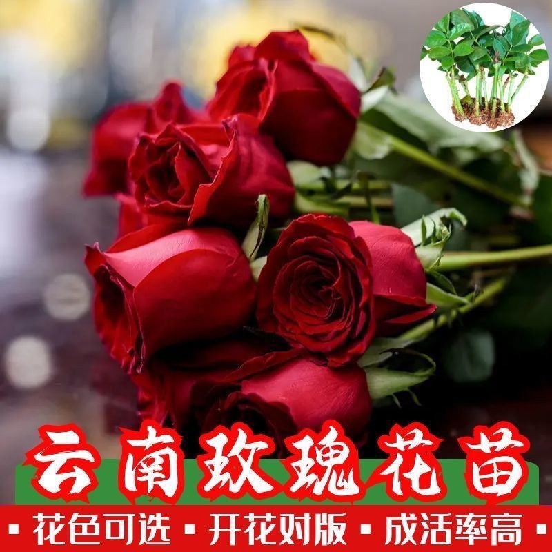 月季玫瑰种苗批发新老品种都有可预订培育繁殖
