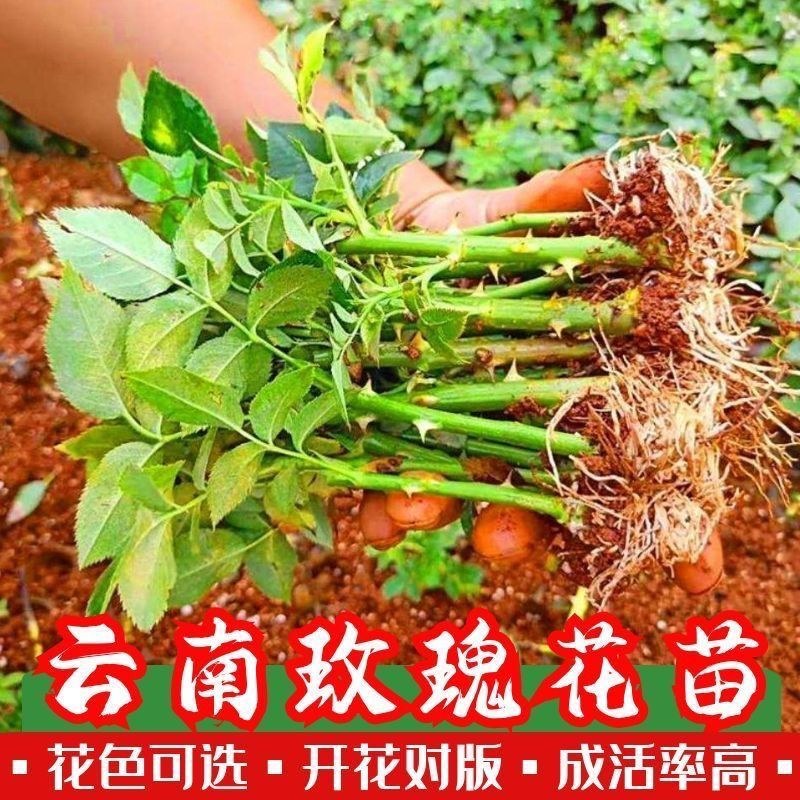 月季玫瑰种苗批发新老品种都有可预订培育繁殖