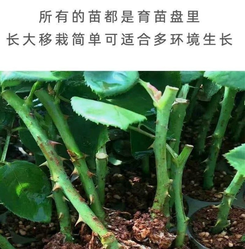 月季玫瑰种苗批发新老品种都有可预订培育繁殖
