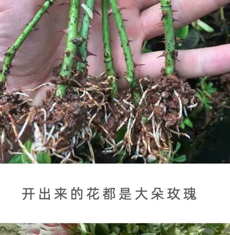 月季玫瑰种苗批发新老品种都有可预订培育繁殖