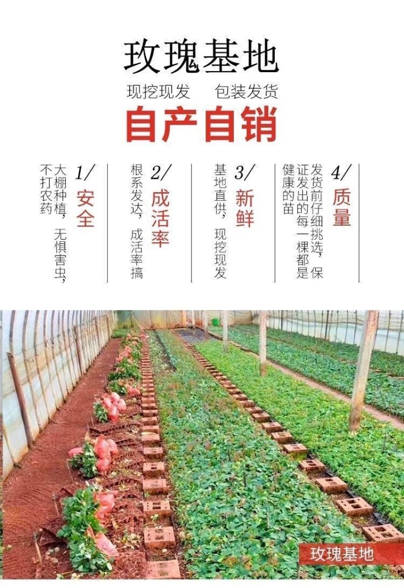 月季玫瑰种苗批发新老品种都有可预订培育繁殖